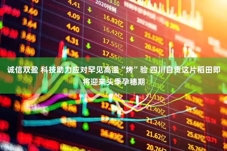 诚信双盈 科技助力应对罕见高温“烤”验 四川自贡这片稻田即将迎来头季孕穗期