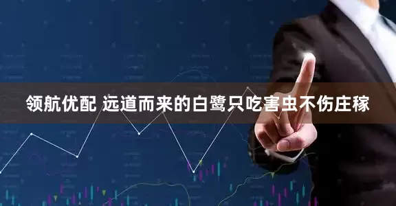 领航优配 远道而来的白鹭只吃害虫不伤庄稼